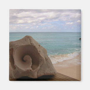 Aimant Coquillage sur la photo de plage
