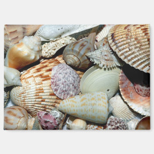 Aimant coquillages