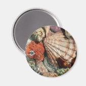 Aimant Coquillages (Recto/Verso)
