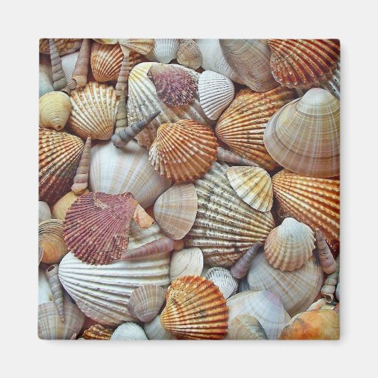 Aimant Coquillages (Devant)