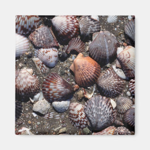 Aimant Coquillages colorés crantés sur un sable noir