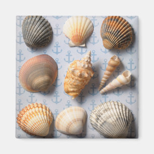 Aimant Coquillages Sur Le Fond Ancre