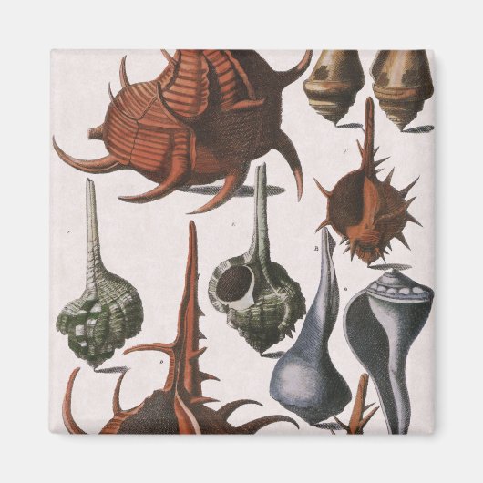 Aimant Coquillages vintages, Vie Marine, Coques de mer (Devant)