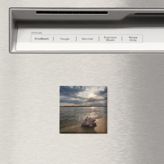 Aimant Coquille De Conche À La Plage | St. Augustine, Fl (In Situ (Lave-vaisselle))