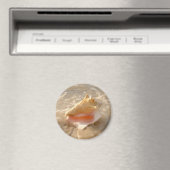 Aimant Coquille De Conche Dans Le Sable Sur La Plage Trop (In Situ (Lave-vaisselle))