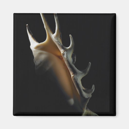 Aimant Coquille de cône (Devant)