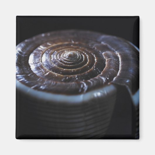 Aimant Coquille de cône (Devant)