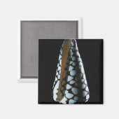 Aimant Coquille de cône 2 (Recto/Verso)