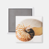 Aimant Coquille de Nautilus (Nautilus stenomphalus) (Recto/Verso)