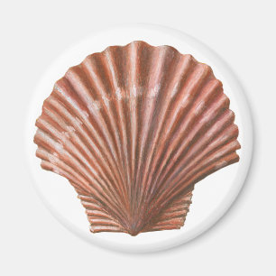 Aimant Coquille de saint Jacques