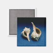 Aimant Coquille murex (Recto/Verso)