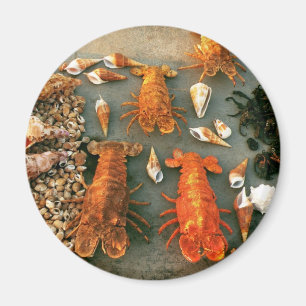 Aimant Coquilles
