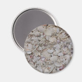 Aimant Coquilles De Mer De Sanibel (Recto/Verso)