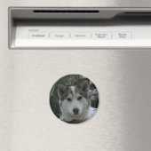 Aimant coquin (In Situ (Lave-vaisselle))