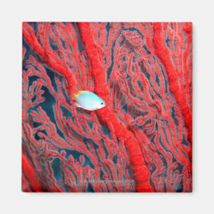 Aimant corail
