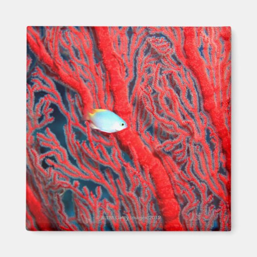 Aimant corail (Devant)