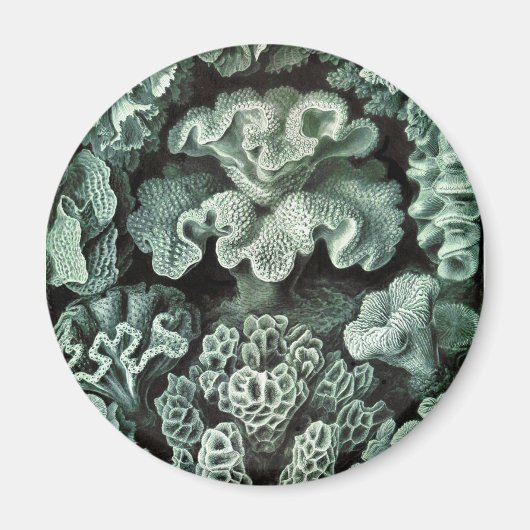 Aimant Corail (Devant)