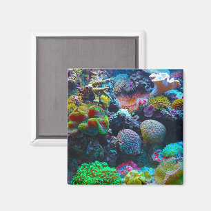 Aimant Corail coloré