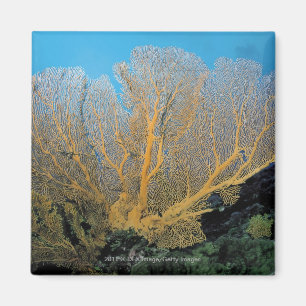 Aimant Corail de Gorgonian
