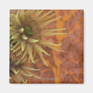 Aimant Corail de tasse orange