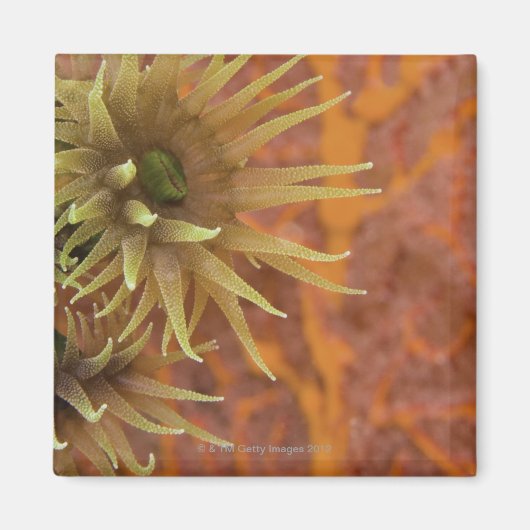 Aimant Corail de tasse orange (Devant)