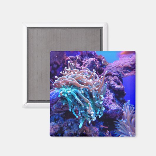 Aimant Corail récif anénome bleu rose pourpre (Recto/Verso)