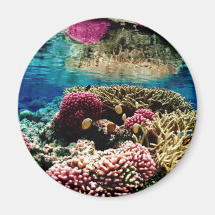 Aimant Corail Reef