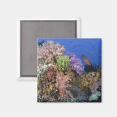 Aimant Corail reef, vue sous-marine (Recto/Verso)