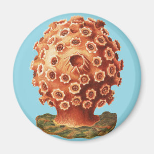 Aimant Corail Rouge de Ernst Haeckel Vie Naútíque Marine