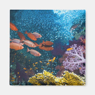 Aimant Coral Reef Bigeye or Goggle-Eye