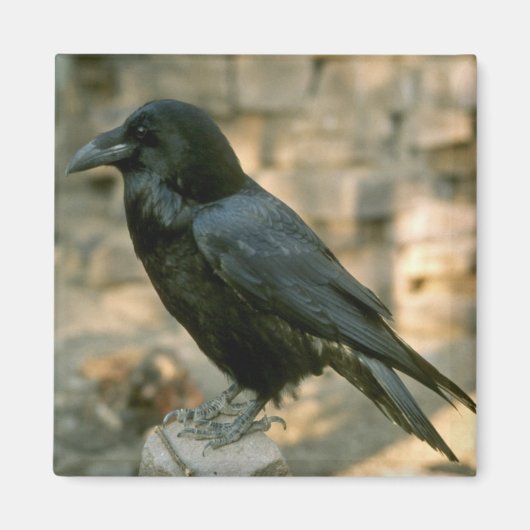 Aimant corbeau (Devant)