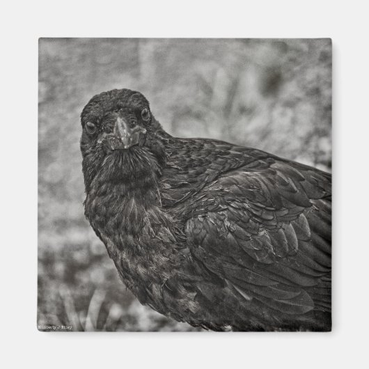Aimant Corbeau P9239 (Devant)