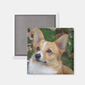 Aimant Corgi beau (Recto/Verso)