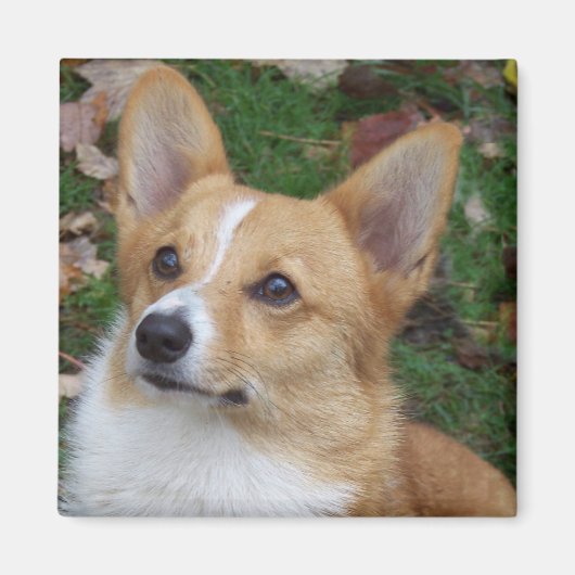 Aimant Corgi beau (Devant)