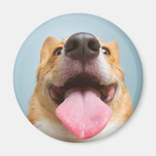 Aimant Corgi très heureux des images   de Getty
