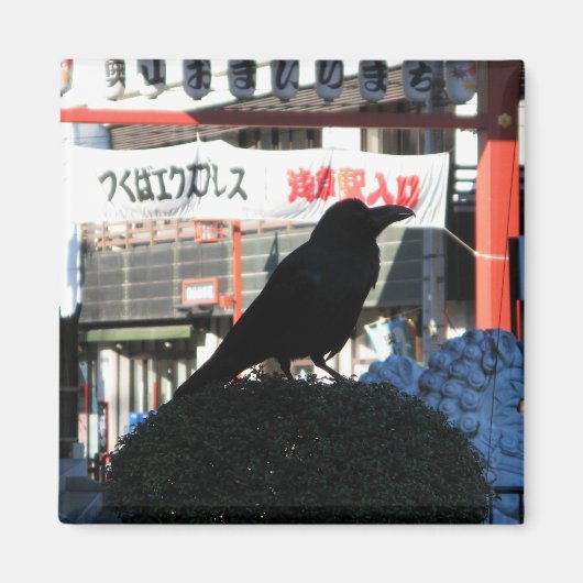 Aimant Corneille japonaise (Devant)