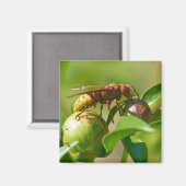 Aimant Cornet européen sur fleur de bourgeon (Recto/Verso)