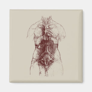 Aimant corps intérieur