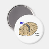 Aimant Cortex moteur (Recto/Verso)