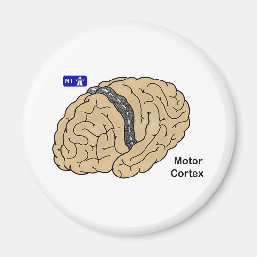 Aimant Cortex moteur (Devant)