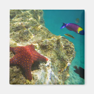 Aimant Cortez Rainbow Wrasse mâle et femelle et mer