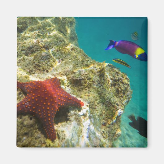 Aimant Cortez Rainbow Wrasse mâle et femelle et mer (Devant)