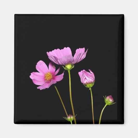 Aimant Cosmos à la nuit (Devant)