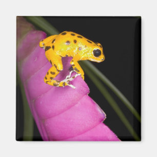 Aimant Costa Rica. Gros plan sur une grenouille dart