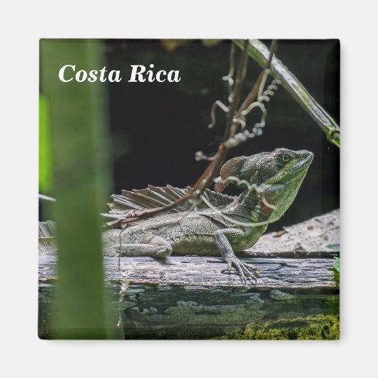 Aimant Costa Rica - Homme Émeraude Basilisque Lizard (Devant)