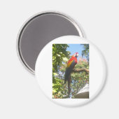 Aimant Costa Rica Macaw (Recto/Verso)