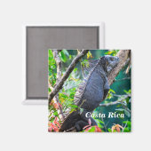 Aimant Costa Rica, Muelle - Lazy Iguana reposant dans un  (Recto/Verso)