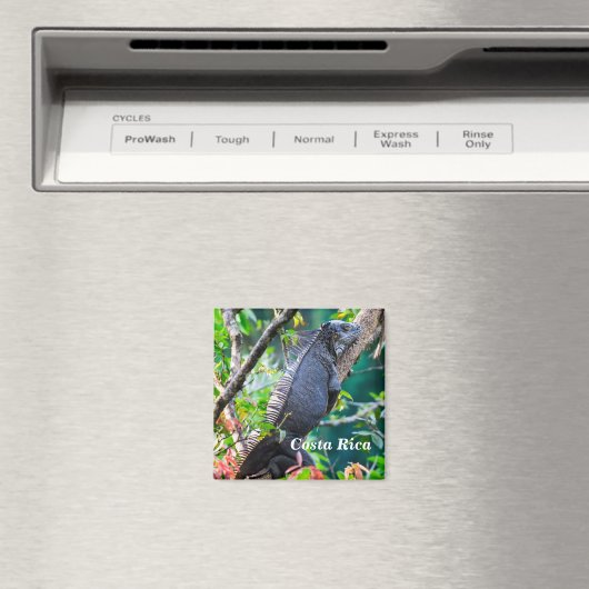 Aimant Costa Rica, Muelle - Lazy Iguana reposant dans un  (In Situ (Lave-vaisselle))