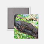 Aimant Costa Rica, Muelle - Lazy Iguana reposant dans un  (Recto/Verso)