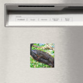 Aimant Costa Rica, Muelle - Lazy Iguana reposant dans un  (In Situ (Lave-vaisselle))